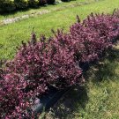 Weigela Shrubs Pink Blooms Superior Hardiness Live Plant 4" Pot Indoor Outdoor Garden