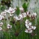 Butomus Rushs Aquatic Flowering Herbaceous Sharp Edges Leaves 20 Seeds Indoor Outdoor Garden
