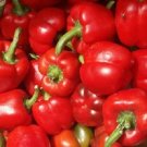 Miniature Peppers Baby Bells Red Rounded Squares Shapes With Four Lobes 20 Seeds Indoor Outdoor Gard