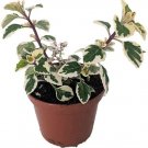 Hemizygia Kandy Rare Kisses Live Plant 2.5" Pot Indoor Outdoor Garden