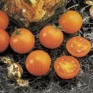 True Tomato Taste Sunsugar Cherry Golden Yellow Beauty Crack Resistance 10 Seeds Indoor Outdoor Gard