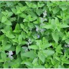 Nepeta Catnip Multi Purpose Lemon Mint Flavor And Fragrance 600 Milligrams Seeds Indoor Outdoor Gard Nepeta Catnip Multi Purpose Lemon Mint Flavor And Fragrance 600 Milligrams Seeds Indoor Outdoor Gard