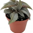 Pilea Clouds Friendships Silver Greats Terrarium Fairy House Live Plant 2.5" Pot Indoor Outdoor Gard