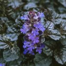 Ajuga Scallops Black Darkest Bugleweed Groundcover Live Plant 1 3/4" Pots Indoor Outdoor Garden