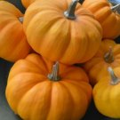 Pumpkin Be Little Jack Edible Versatiles In Their Uses For Cooking 15 Seeds Indoor Outdoor Garden