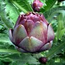 Artichoke Red Rare Concertos Delicious Veggies Conical Colored Stunning 10 Seeds Indoor Outdoor Gard