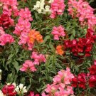 Snapdragon Carpet Magic Blend Dwarf Variety In Cheery Shades Of Red 350 Mg Seeds Indoor Outdoor Gard Snapdragon Carpet Magic Blend Dwarf Variety In Cheery Shades Of Red 350 Mg Seeds Indoor Outdoor Gard