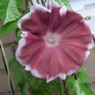 Morning Glorys S Fluttering Rosys Chocolates Colored Blossoms 500 Μg Seeds Indoor Outdoor Garden