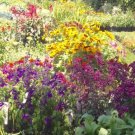 Flower Haven Vivids Colorfuls Mix Eighteen Varieties Hummingbird 35 Grams Seeds Indoor Outdoor Garde