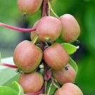 Kiwi Female Genevas Live Plant 2.5" Pot Indoor Outdoor Garden