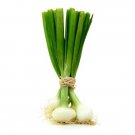 Allium Cepas Bunching Lisbon Whites Onion Juicy Sweet Green Tops 15 Grams Seeds Indoor Outdoor Garde
