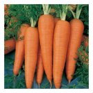 Carota Daucus Carrots Danvers Organic Higher Fiber Content 1 Gram Seeds Indoor Outdoor Garden