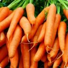 Carrots Finger Babys Certifield Organics Certified Organic 1 Gram Seeds Indoor Outdoor Garden