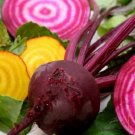 Chioggia Organic Beet Nutritious Delicious Roasted Steamed Pickled 2 Grams Seeds Indoor Outdoor Gard