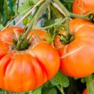 Tomato Poles Pineapple Botanical Interests Large Beefsteaks Type Fruits 30 Seeds Indoor Outdoor Gard