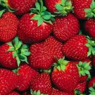 Strawberrys Everbearings Forts Hardiest You Can Grow Laramies 10 Bare Root Plant Indoor Outdoor Gard