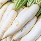 Radish Daikons Miyashiges White Beautiful Raphanus Sativus Organic 2 Grams Seeds Indoor Outdoor Gard