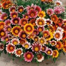 Gazania Blend Sunshine Brighten Up Your With Beautiful Array 250 Mg Seeds Indoor Outdoor Garden