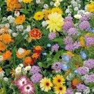Pollinators Colorfuls Mix Blooms Precious Flower Varyings Heights 10 Grams Seeds Indoor Outdoor Gard