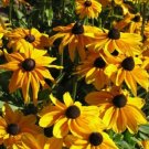 Rudbeckias Susans Black Eyed Beautiful Wildflowers Reseeding 750 Mg Seeds Indoor Outdoor Garden
