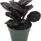 Roseopictas Rose Prayers Dottie Calatheas Painted Live Plant 4" Pot Indoor Outdoor Garden