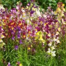 Haven Hummingbirds Mix Of Showys Bright Blooms S S 10 Grams Seeds Indoor Outdoor Garden