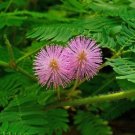 Tropical Sensitives Leaves Moves Snaps Leaves Shut When Touched 50 Seeds Indoor Outdoor Garden Tropical Sensitives Leaves Moves Snaps Leaves Shut When Touched 50 Seeds Indoor Outdoor Garden