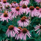 Purplantes Botanical Coneflowers Wildflowers Interests Echinacea Seeds Indoor Outdoor Garden