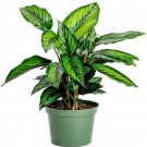 Calatheas Star Beauty Peacocks Tropical Live Plant 4" Pot Indoor Outdoor Garden