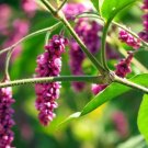 Polygonum Orientales Kiss Me Over The S Favorite Gate Spectacular 50 Seeds Indoor Outdoor Garden