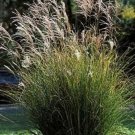 Miscanthus Silver Premier Ornamental Grass The Leaves Are Medium Green 25 Seeds Indoor Outdoor Garde