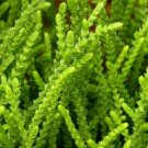 Crassula Princess Muscosa Succulent Pine Live Plant 2.5" Pot Indoor Outdoor Garden