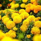Marigold African Phyllis Botanical Interest Yellow Marigolds 100 Mg Seeds Indoor Outdoor Garden