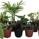 Assortments Terrarium And Fairys Grown Naturally 8 Plants In 2" Pots Indoor Outdoor Garden