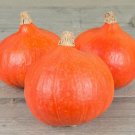 Kuris Squashs Red Winter Smooth Consistencys Deep Color 2 Grams Seeds Indoor Outdoor Garden