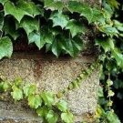 Parthenocissu Tricuspidata Vine Ivy Shiny Green Leaves Turn Red In Fall 15 Seeds Indoor Outdoor Gard
