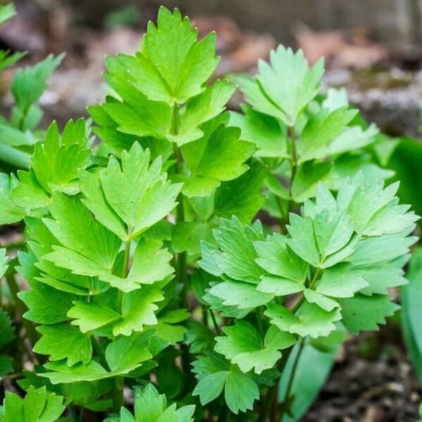 Levisticum Lovage Organic Herb Make Attractive Addition 100 Seed Indoor Outdoor Garden