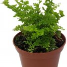 Nephrolepis Vases Emeralds Exaltatas Fern Upright House Live Plant 2.5" Pot Indoor Outdoor Garden