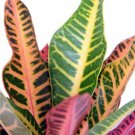 Croton Varietie Colorful Nervias And To Grow House Live Plant 35" Pot Indoor Outdoor Garden