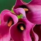 Lilys Supreme Zazus Vivid Pink Spotted Foliages Vase Shaped Blooms 14/16 Cm Bulb Indoor Outdoor Gard