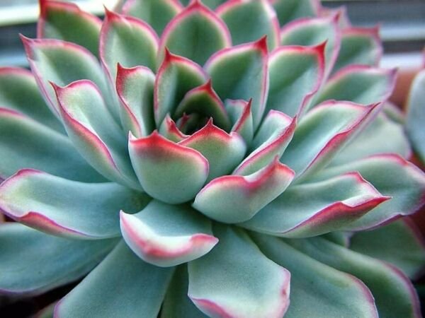 Pulidonis Tipped Red Succulent Desert Echeveria Rose In Or Out Live Plant 2" Pot Indoor Outdoor Gard