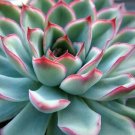 Pulidonis Tipped Red Succulent Desert Echeveria Rose In Or Out Live Plant 2" Pot Indoor Outdoor Gard