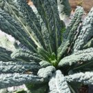 Kale Nero Organic Toscana Botanicals Interests Vigorous Dark Green 4 Grams Seeds Indoor Outdoor Gard