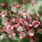 Cytisus Rosie Sister Broom Scotch Dusty Pink Yellow Lip Live Plant 4" Pot Indoor Outdoor Garden