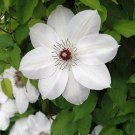 Clematis Pure White Vines Henryis Classisc Selection S Live Plant 2.5" Pot Indoor Outdoor Garden Clematis Pure White Vines Henryis Classisc Selection S Live Plant 2.5" Pot Indoor Outdoor Garden