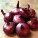 Onions Mini Cipollini Marbles Red Current Rages Flat Shaped Semi Sweet 250 Seeds Indoor Outdoor Gard