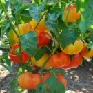 Pepper Paprika Alma Great For Drying Prolific Thick Walled 20 Seeds Indoor Outdoor Garden Pepper Paprika Alma Great For Drying Prolific Thick Walled 20 Seeds Indoor Outdoor Garden