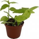 Tradescantia Wing Gold Jew Wandering House Live Plant 2.5" Pot Indoor Outdoor Garden