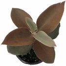 Kalanchoes Orgyalis Coppers Trending Spoons Succulent In Out Live Plant 2" Pot Indoor Outdoor Garden