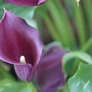 Lily Accent Rich Having Inflorescences With Purple Colored Spathe 14/16 Cm Bulb Indoor Outdoor Garde